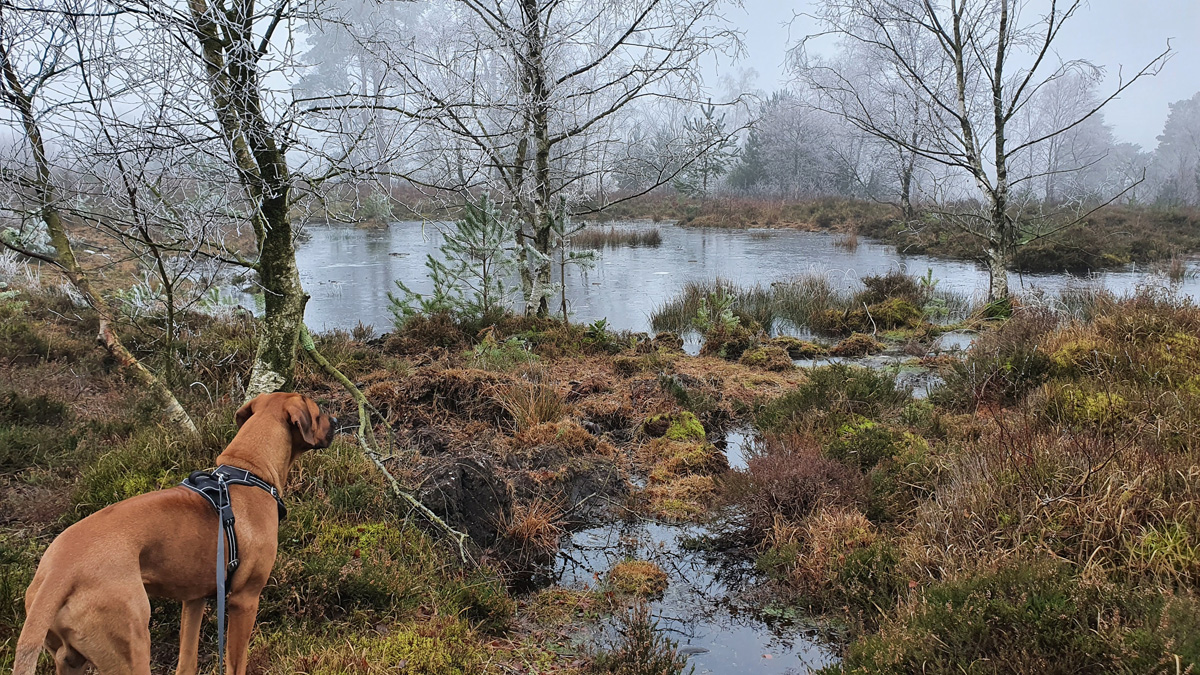 Dog-Friendly Surrey Hills Walks
